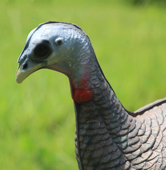 Turkey Decoy